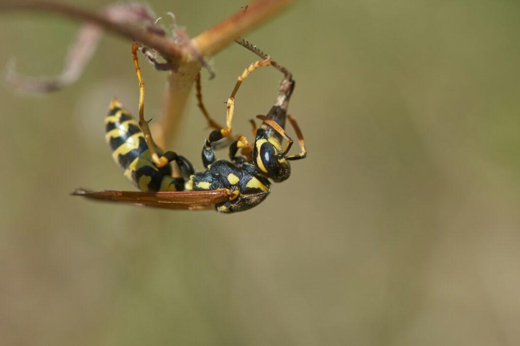 A close-up photo of a wasp hanging onto a stem.