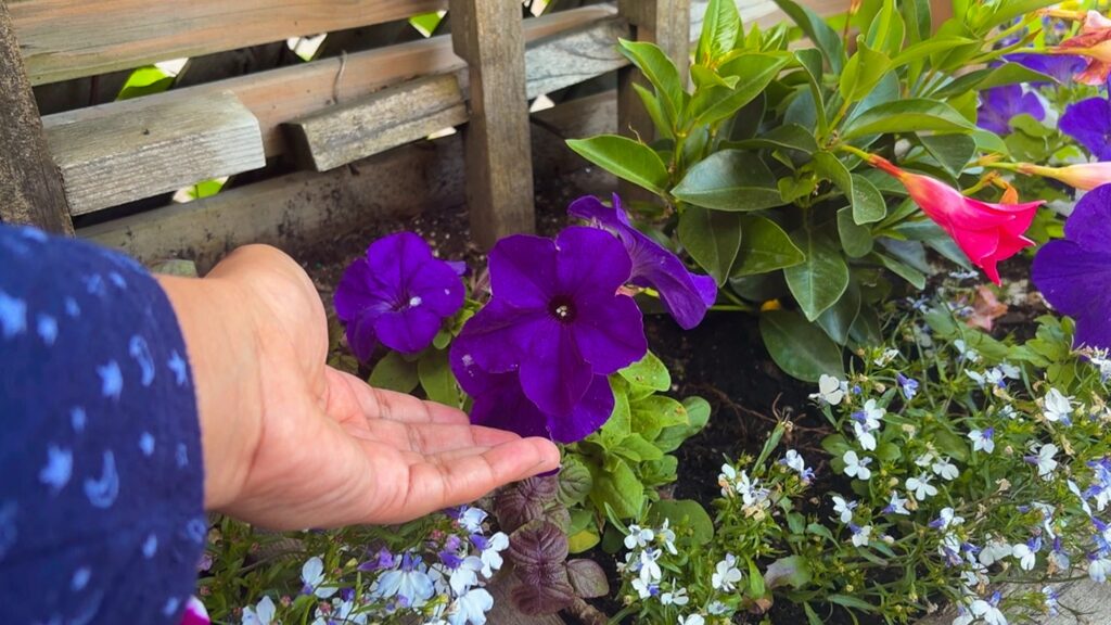Picture of petunias