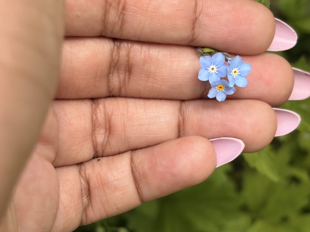 Image of forget-me-not flowers