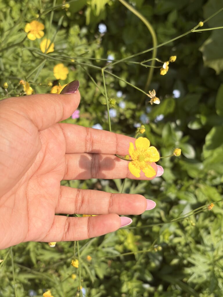 Picture of buttercup flowers