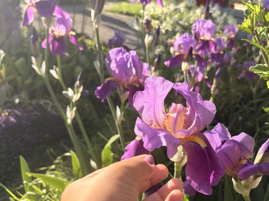 Picture of iris flowers